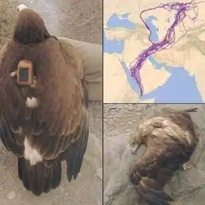 Scientists Tracked One Eagle Across Continents for Years — What They Found Revealed Nature's Hidden Intelligence