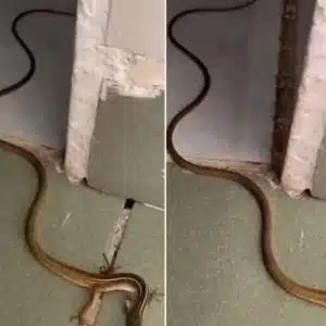 Snake in Your Home: What It Means and Exactly What to Do