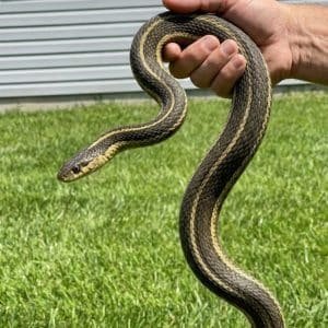 What It Really Means When You Dream About a Snake — And What To Do If You Find One in Your Home