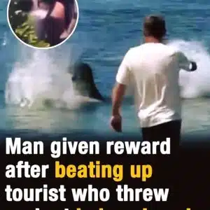 Tourist Accused of Throwing Rock at Endangered Hawaiian Monk Seal in Maui